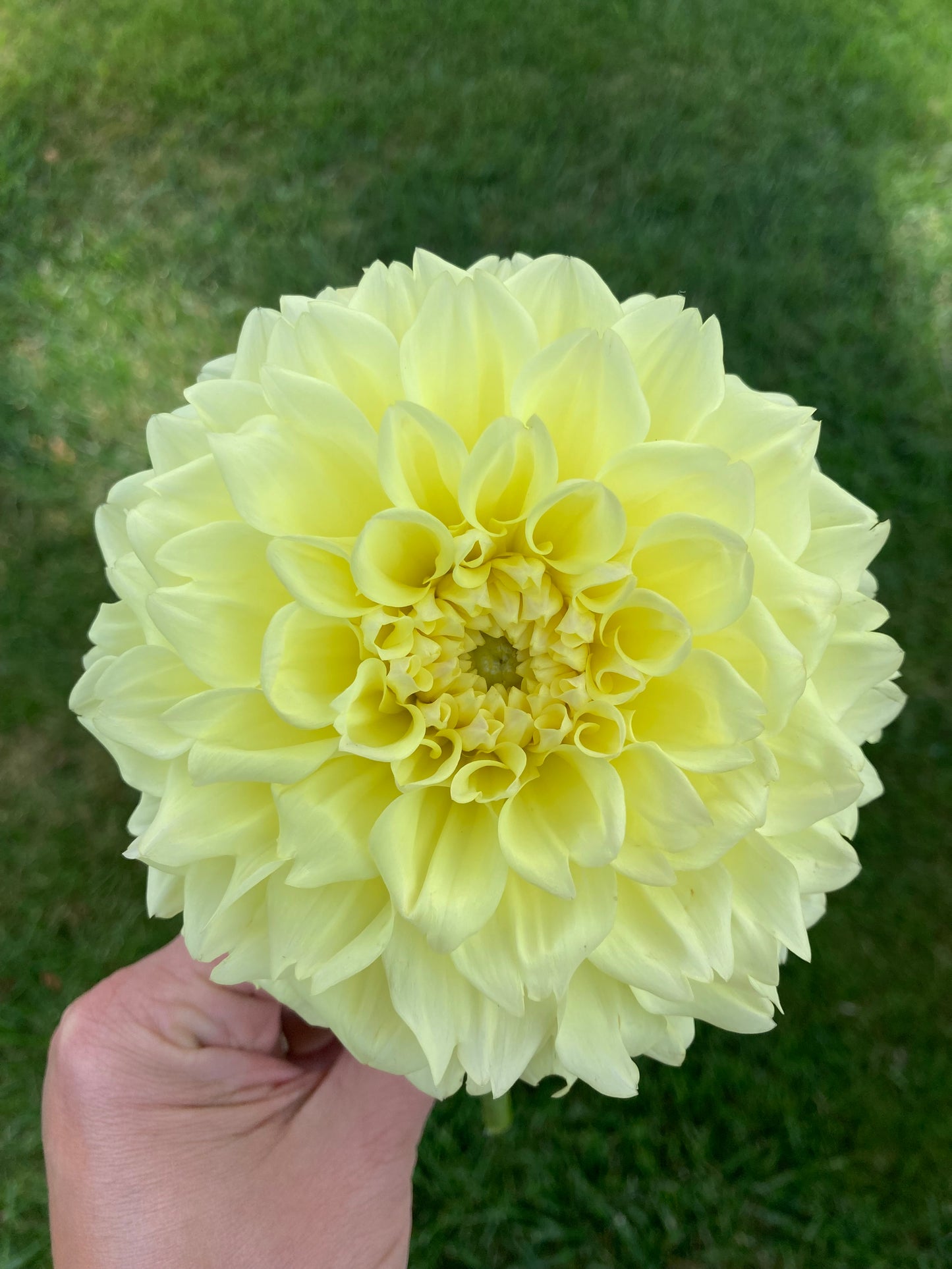 Primrose Diane (#2 tuber)