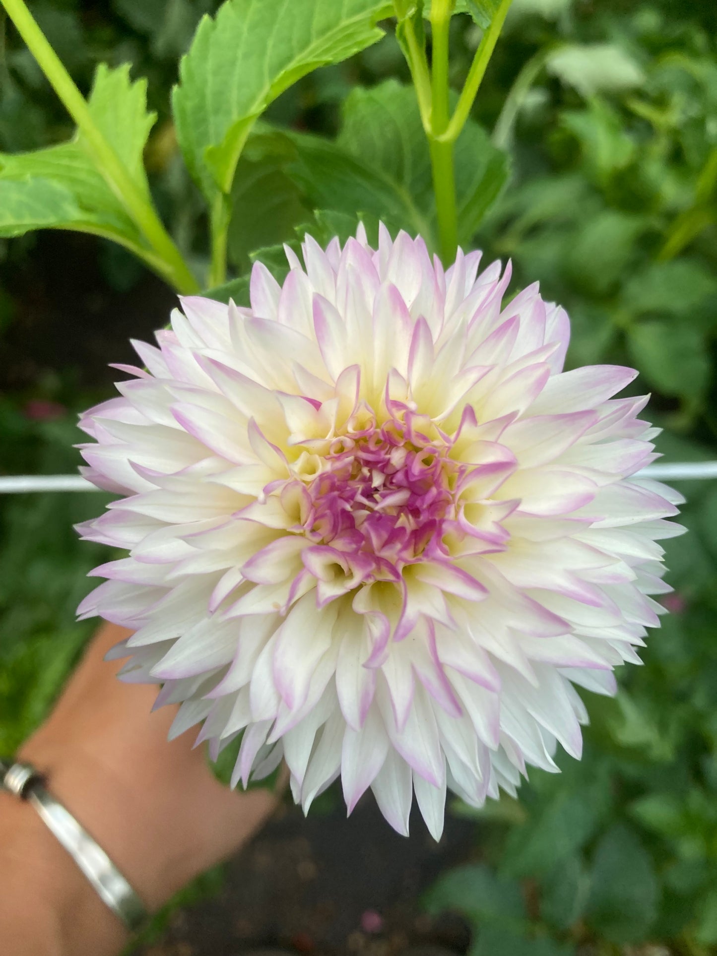 Hollyhill Pinkie