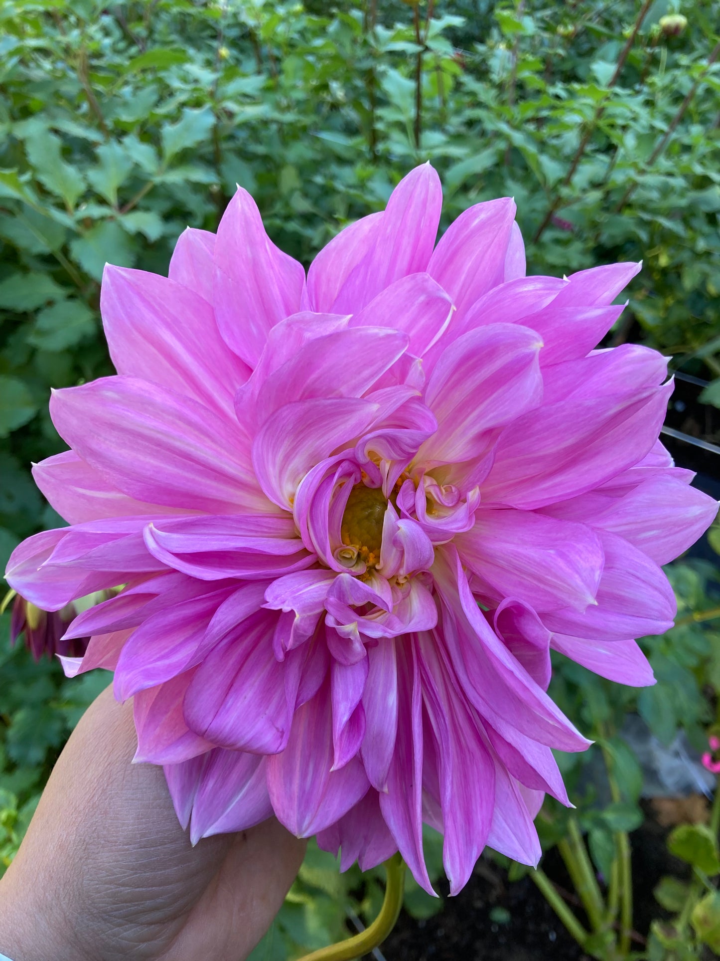 Our Pink Dinnerplate (#2 tubers)