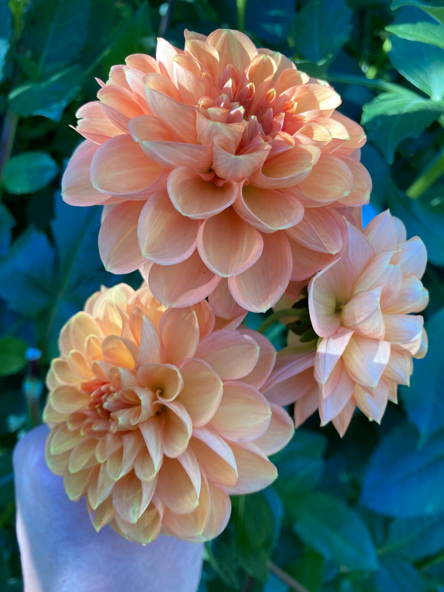 Maarn/Sylvia