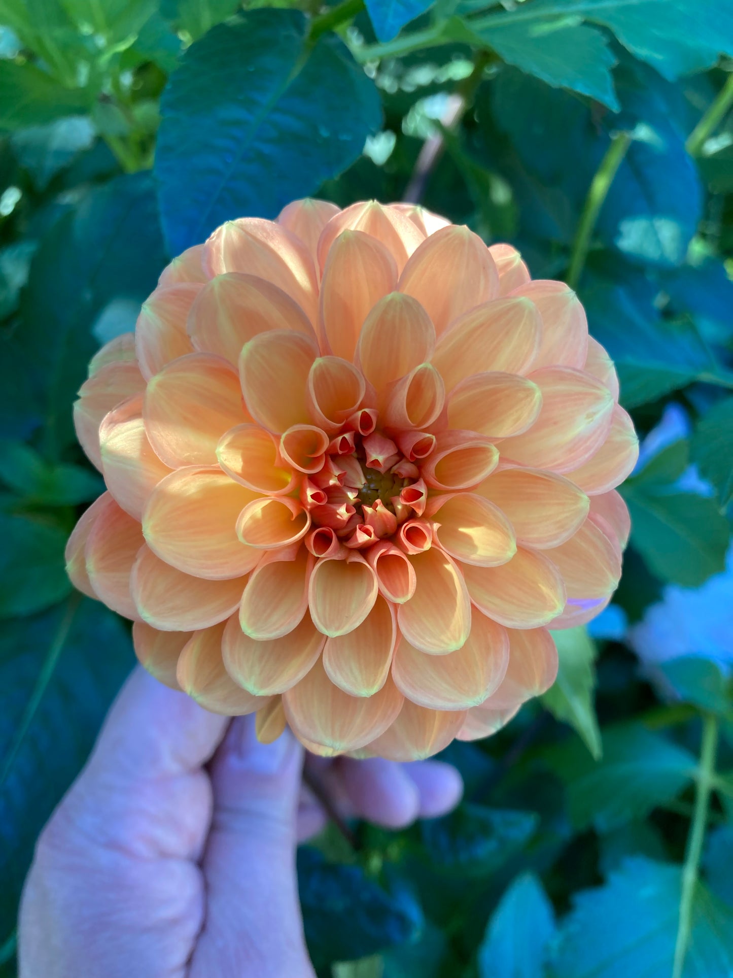 Maarn/Sylvia