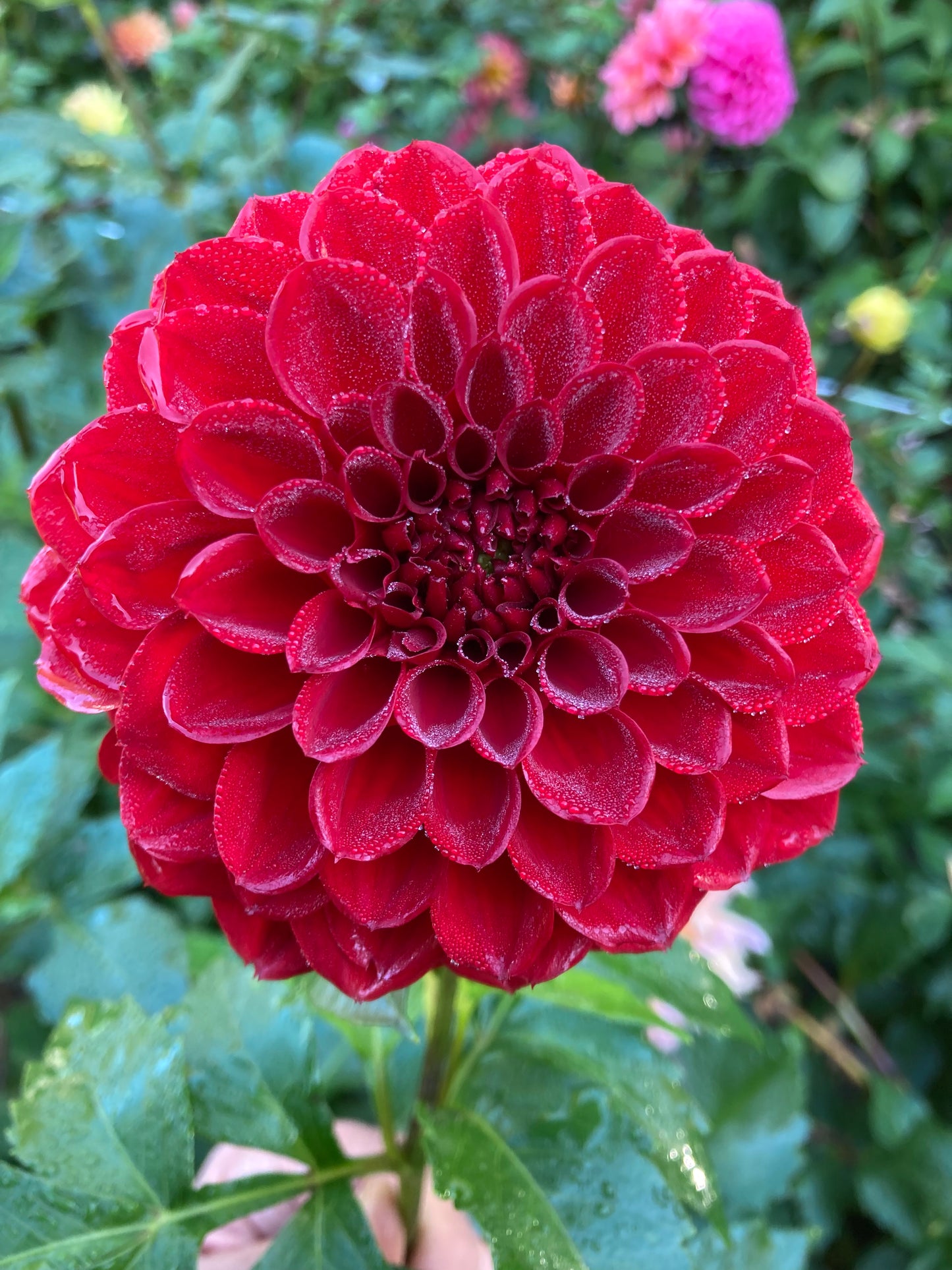 Red Ball
