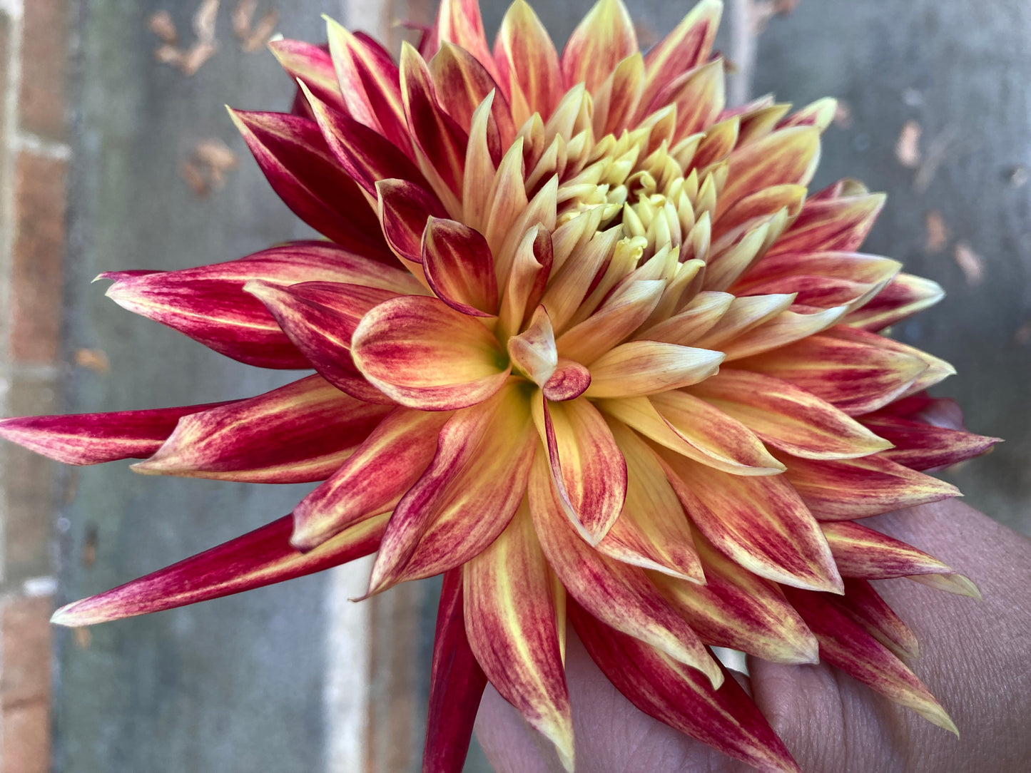 Mystery Red/Yellow