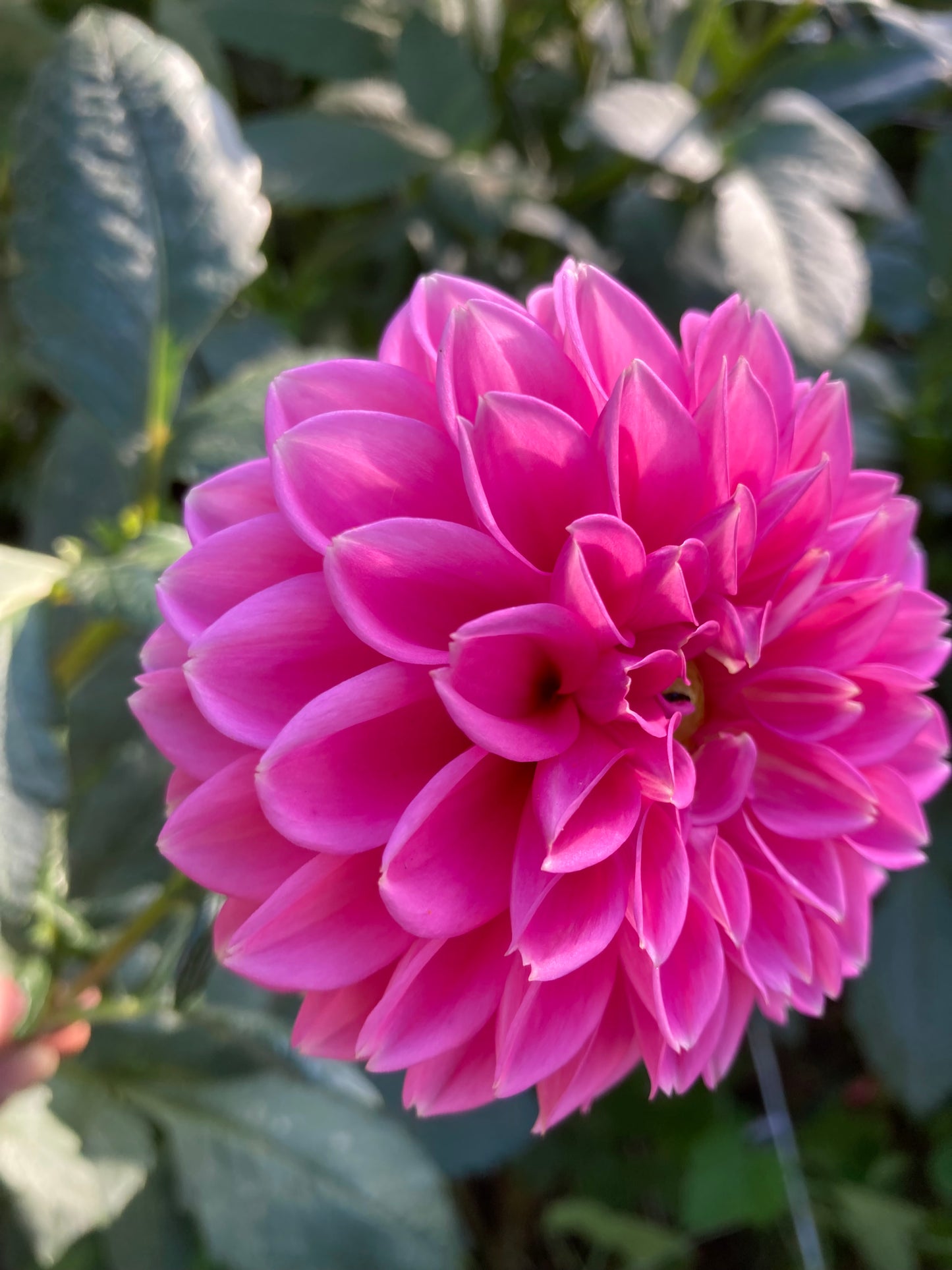 Pink Sylvia