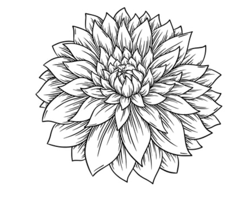Mystery Dahlia Tuber