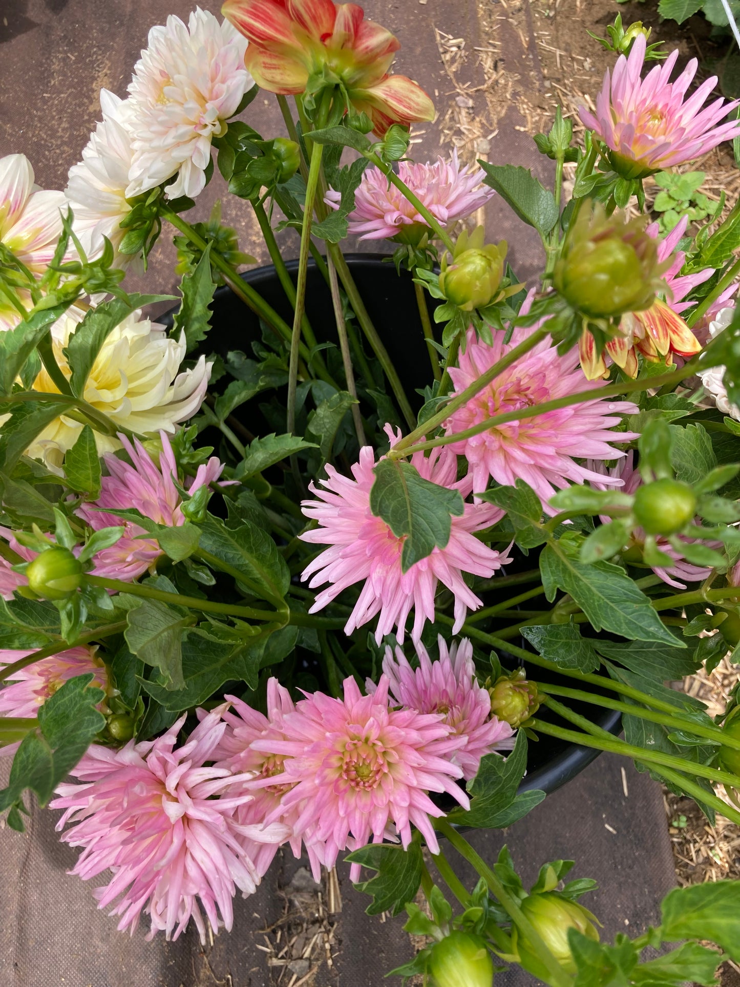 Pink Spike
