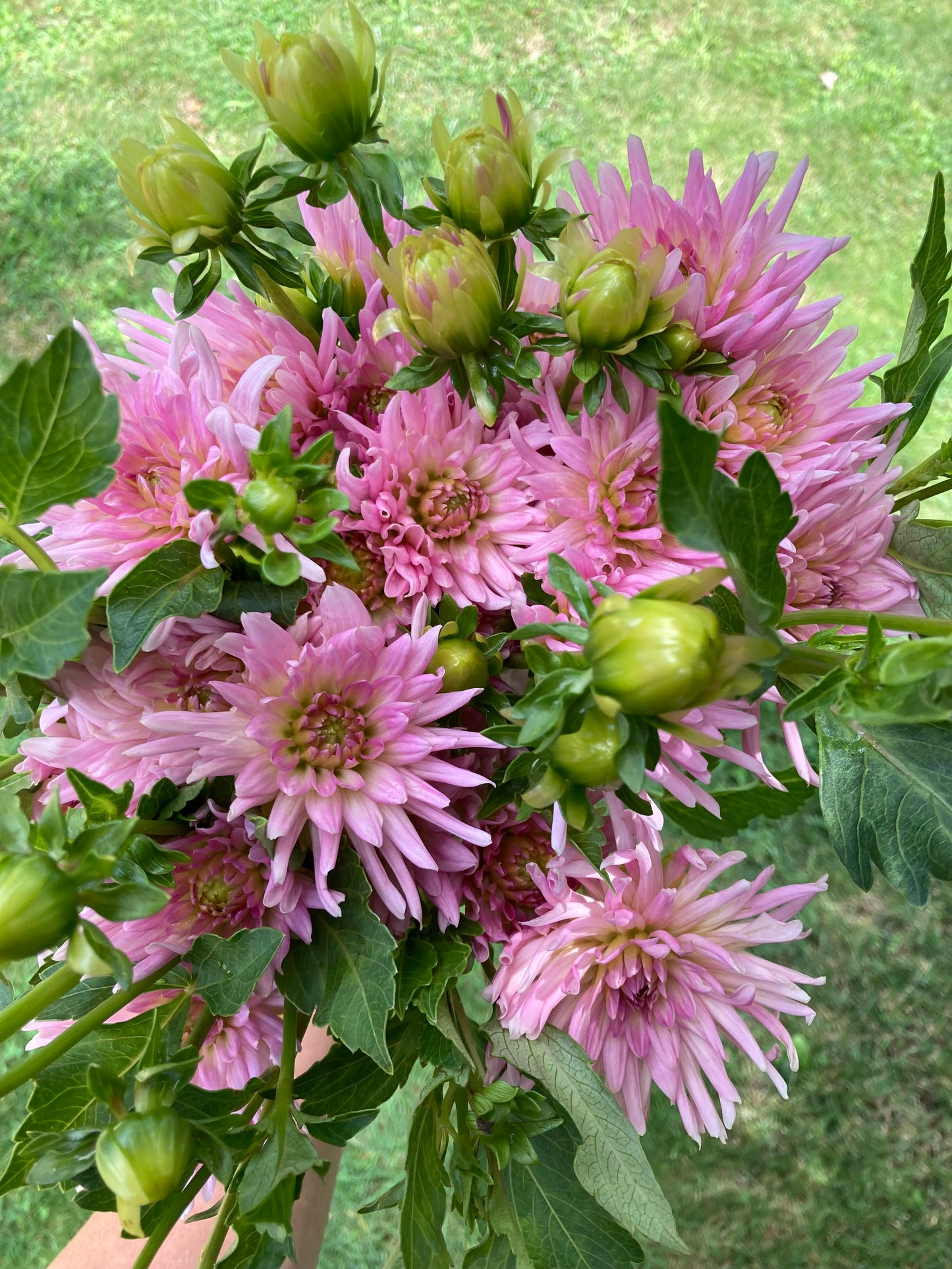 Pink Spike