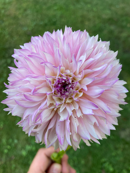 Hollyhill Pinkie