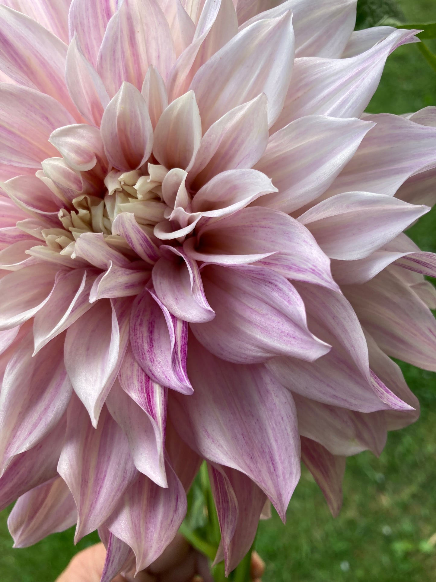 Cafe Au Lait Royal