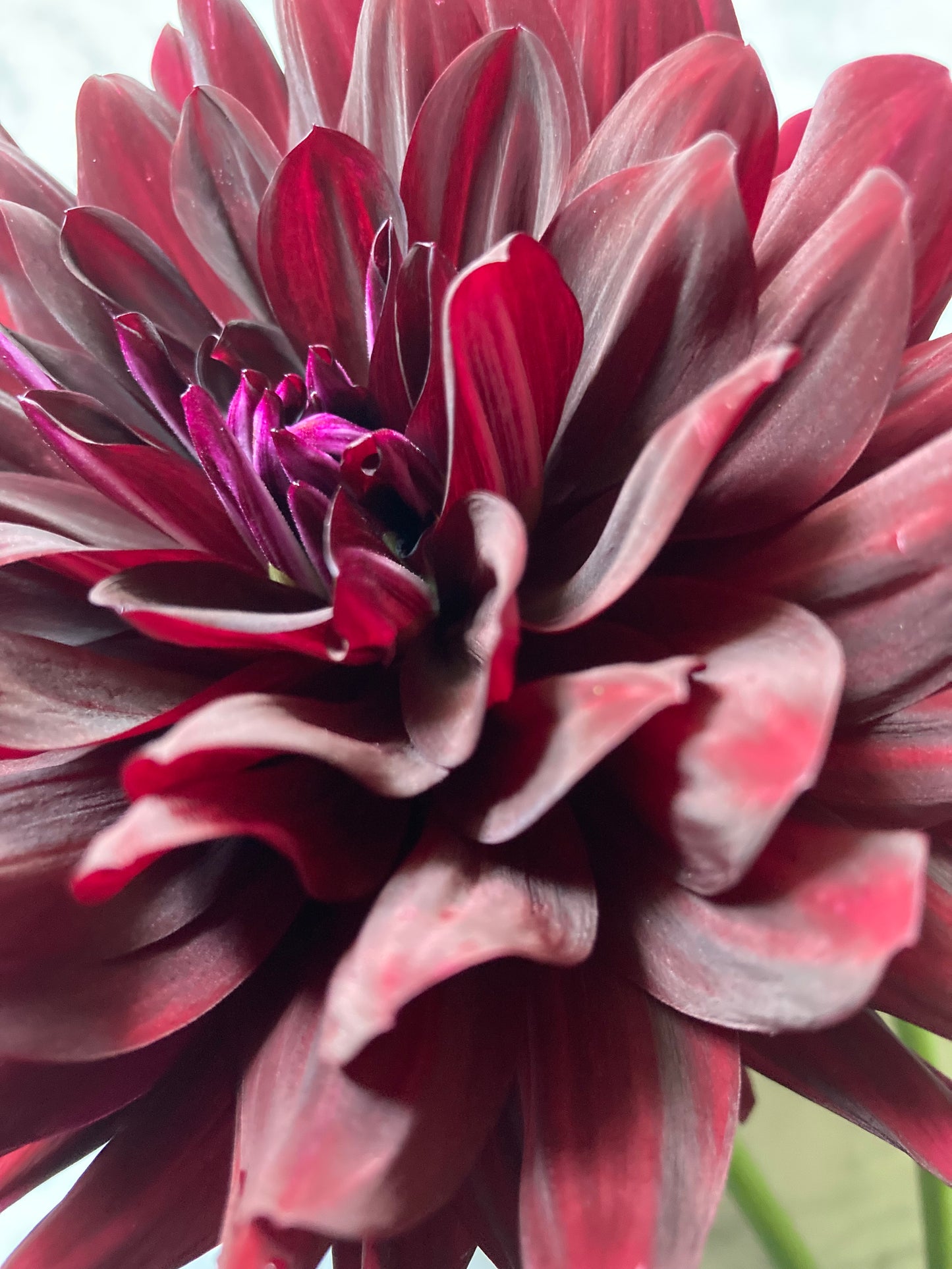 Hollyhill Black Beauty