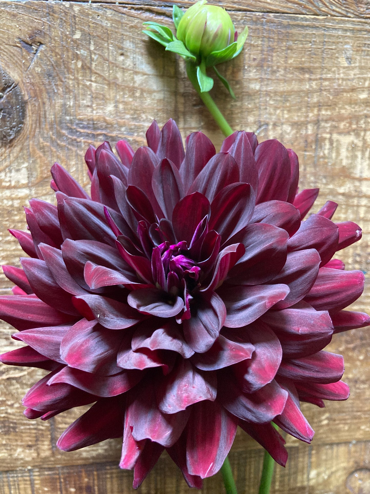 Hollyhill Black Beauty
