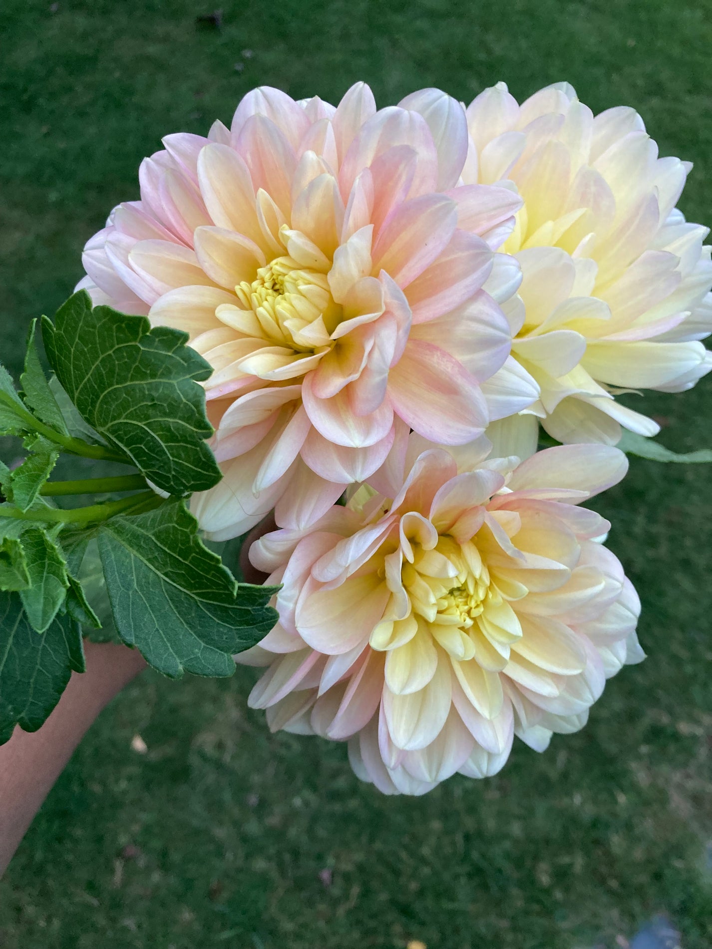 Daydreamer – Little Blooms of Joy Dahlias