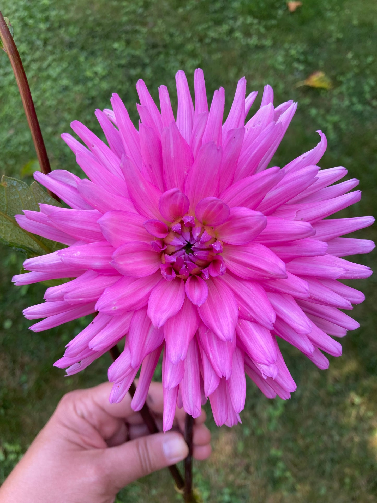 Herbert Smith (#2 tubers)