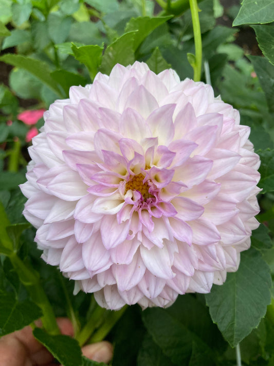 Lilac Time