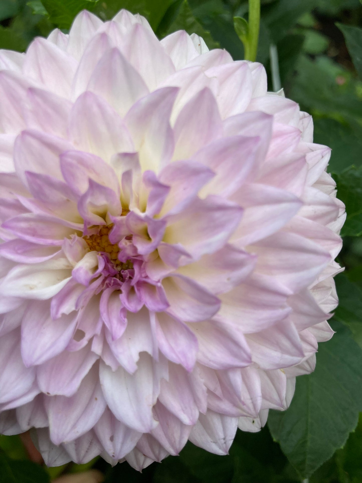 Lilac Time