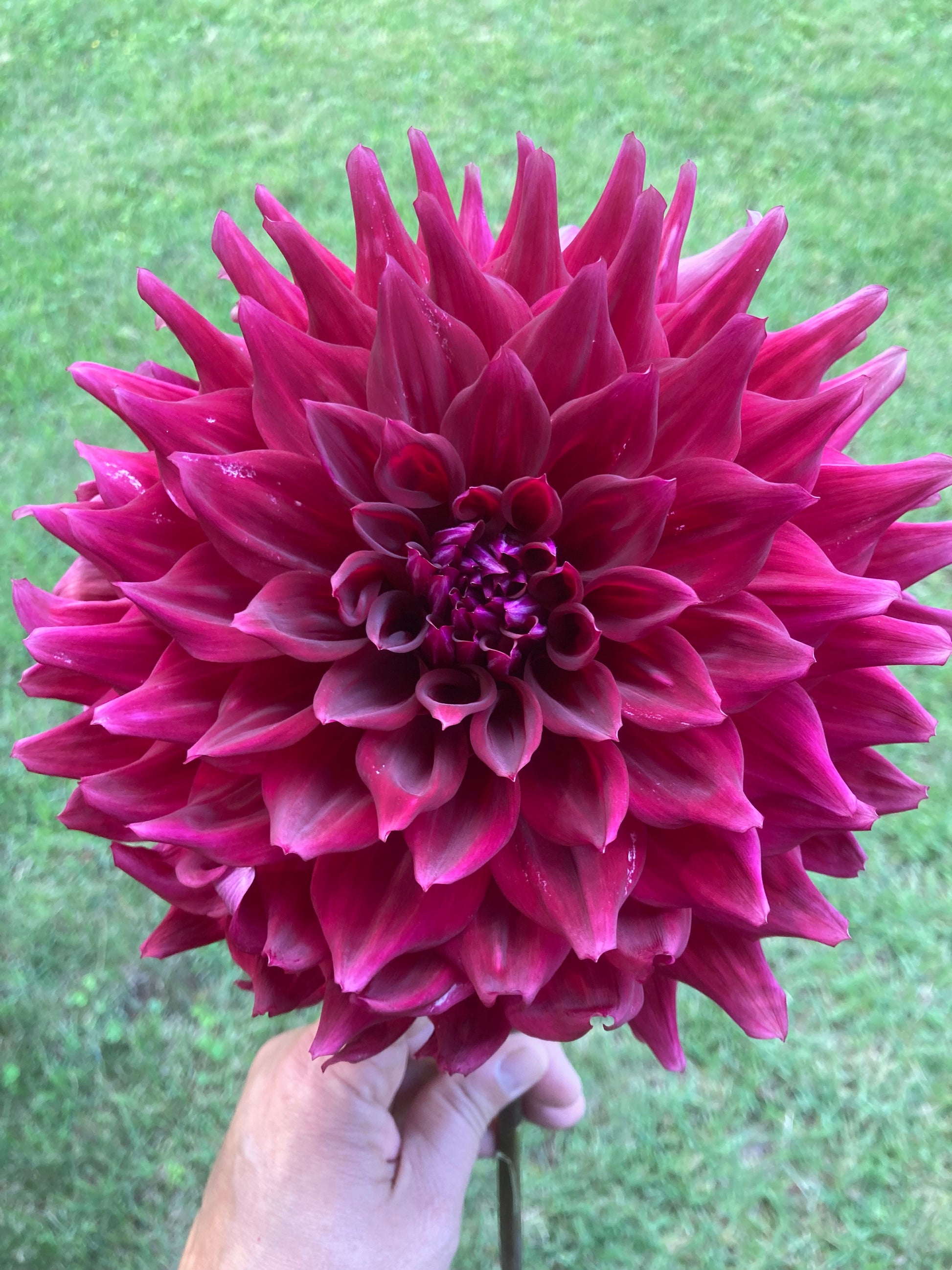 Zorro – Little Blooms of Joy Dahlias