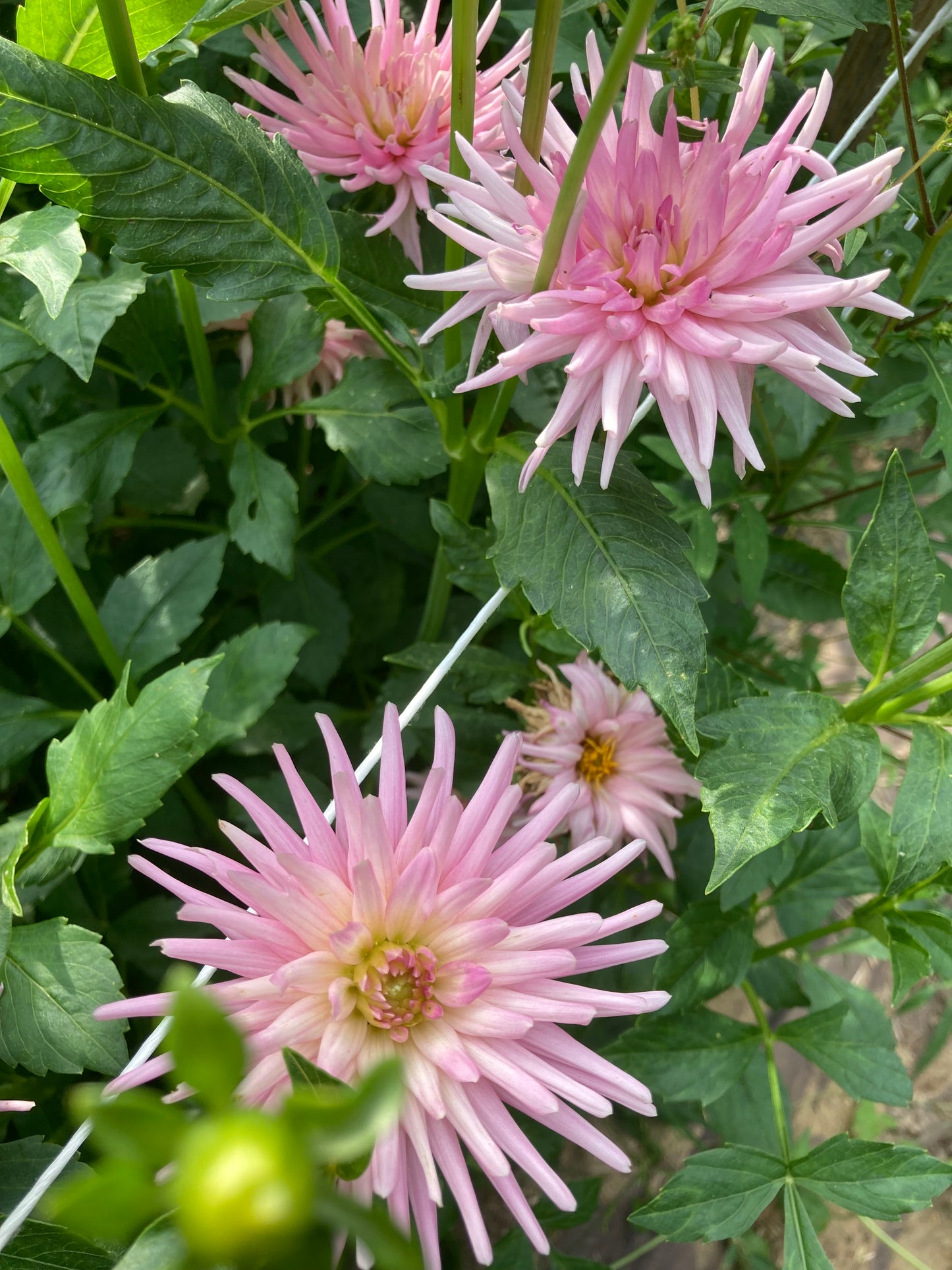 Pink Spike