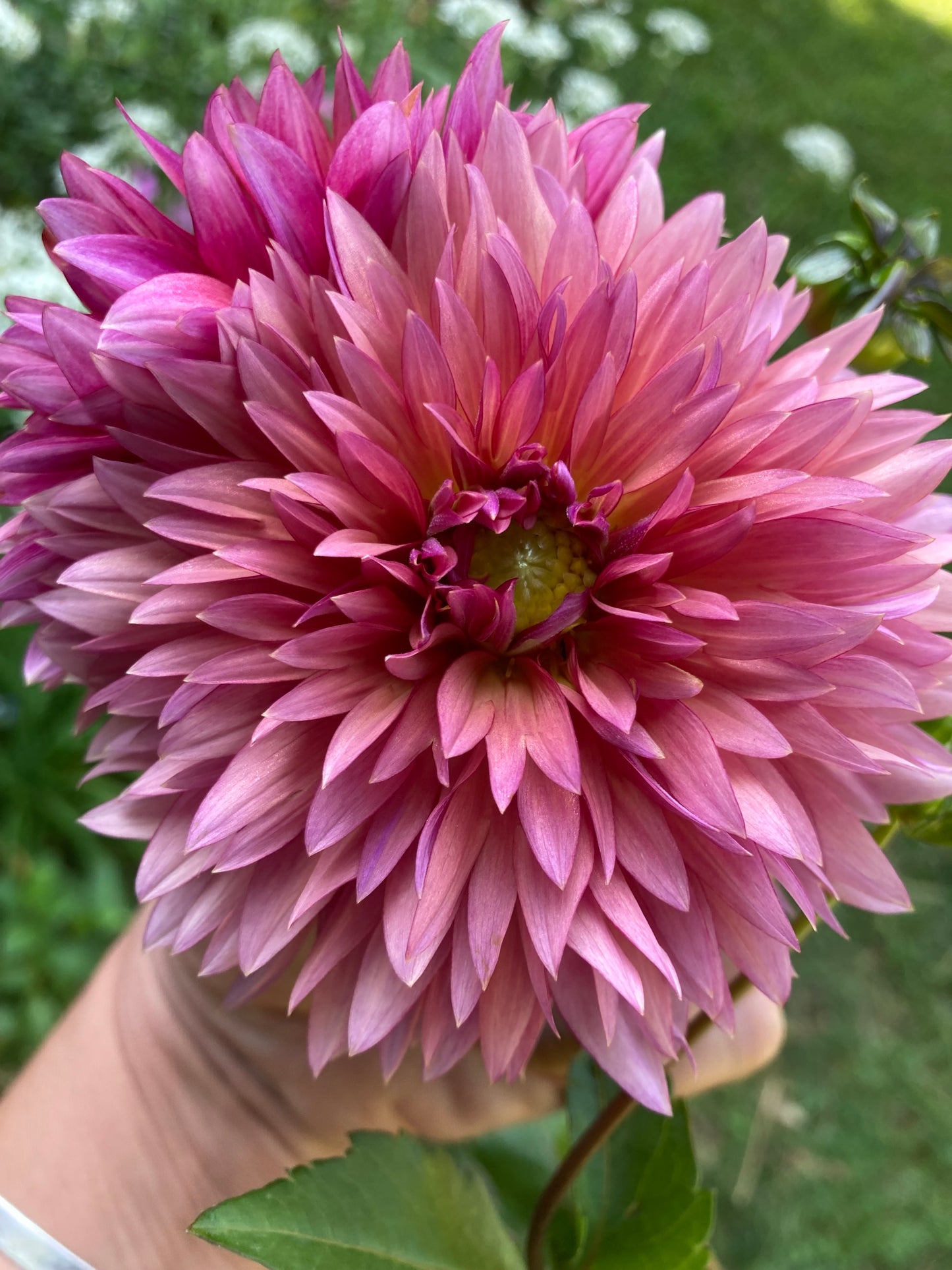 Sonic Bloom – Little Blooms of Joy Dahlias