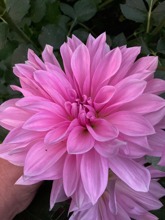 Lavender Perfection