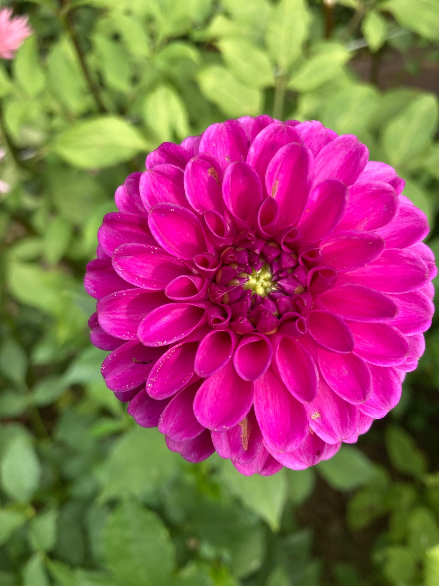 Pink Sylvia