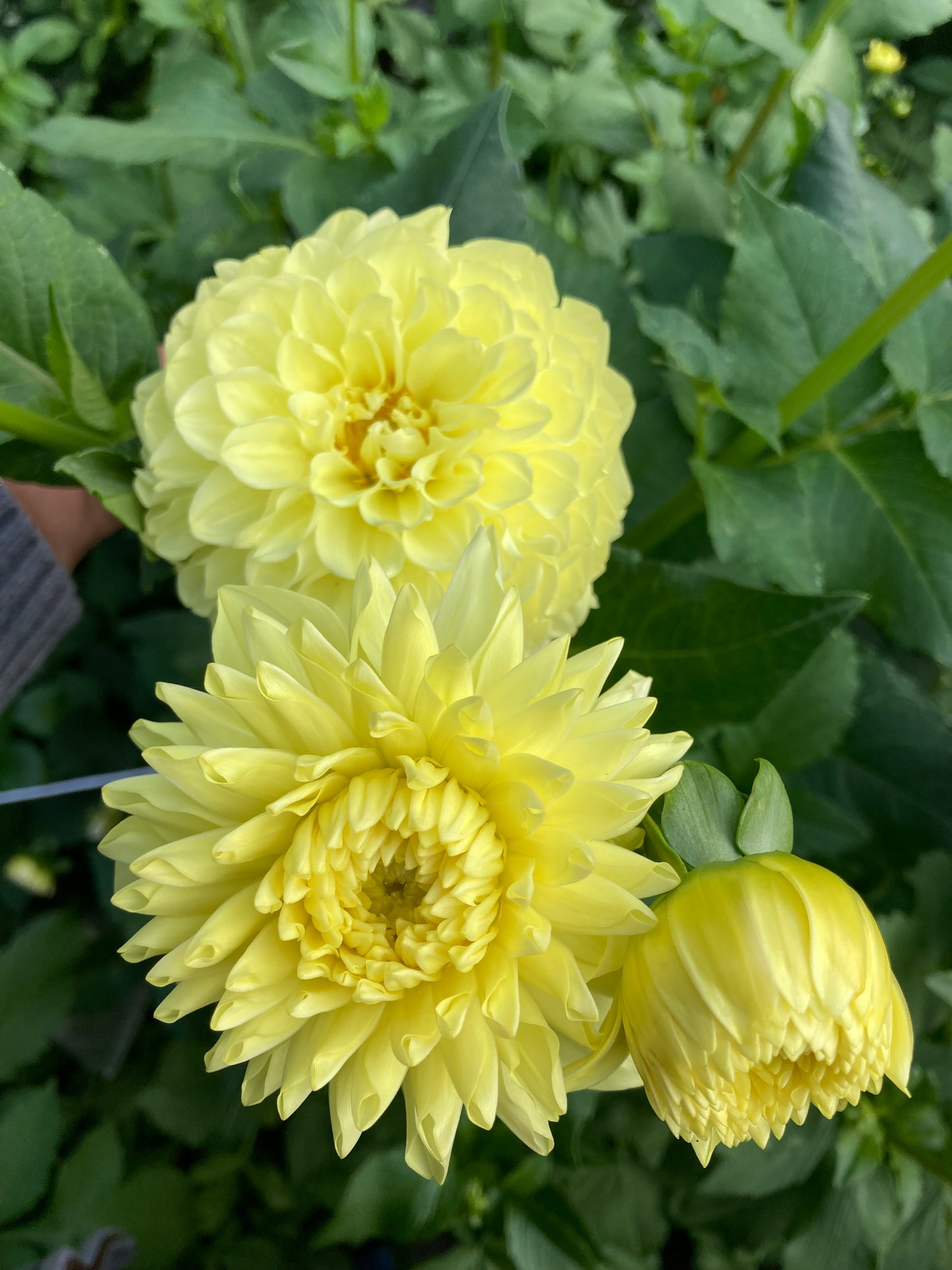 Primrose Diane (#2 tuber)