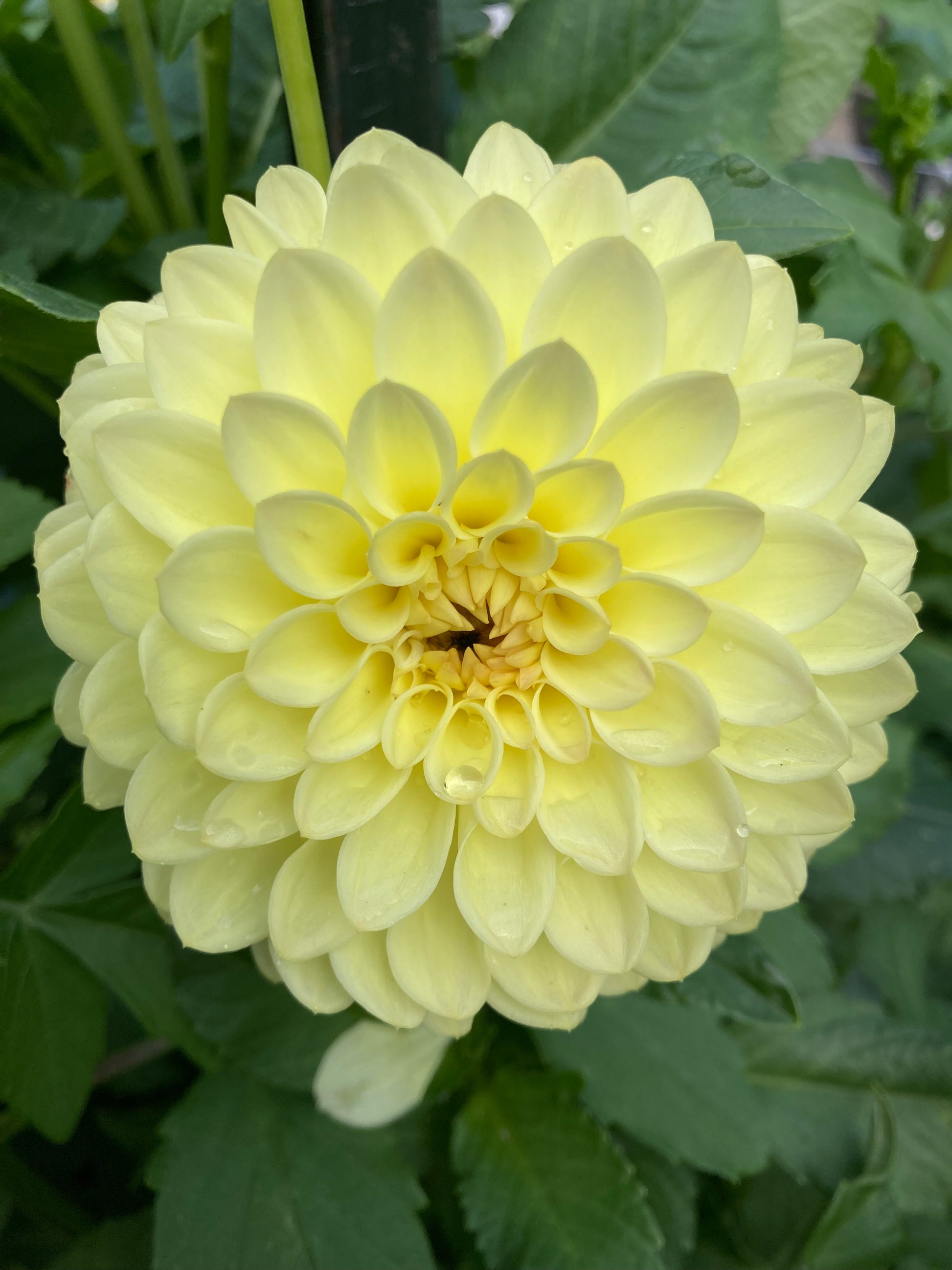 Primrose Diane – Little Blooms of Joy Dahlias