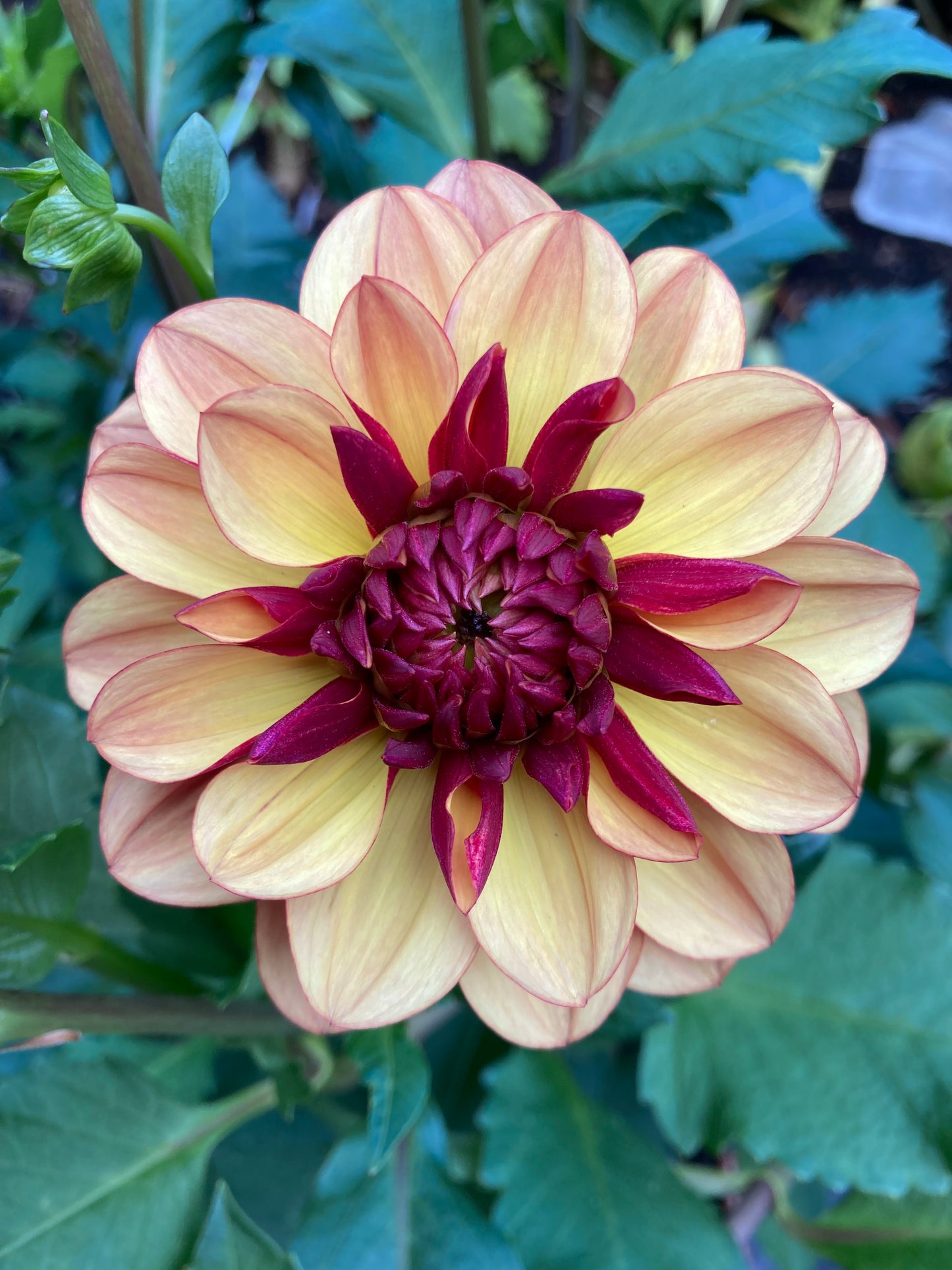 Creme De Cognac