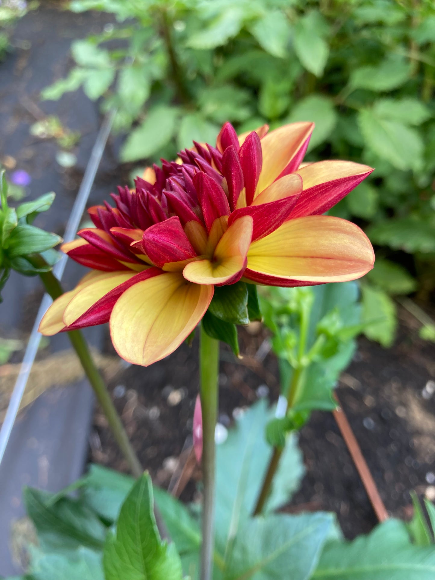 Creme De Cognac