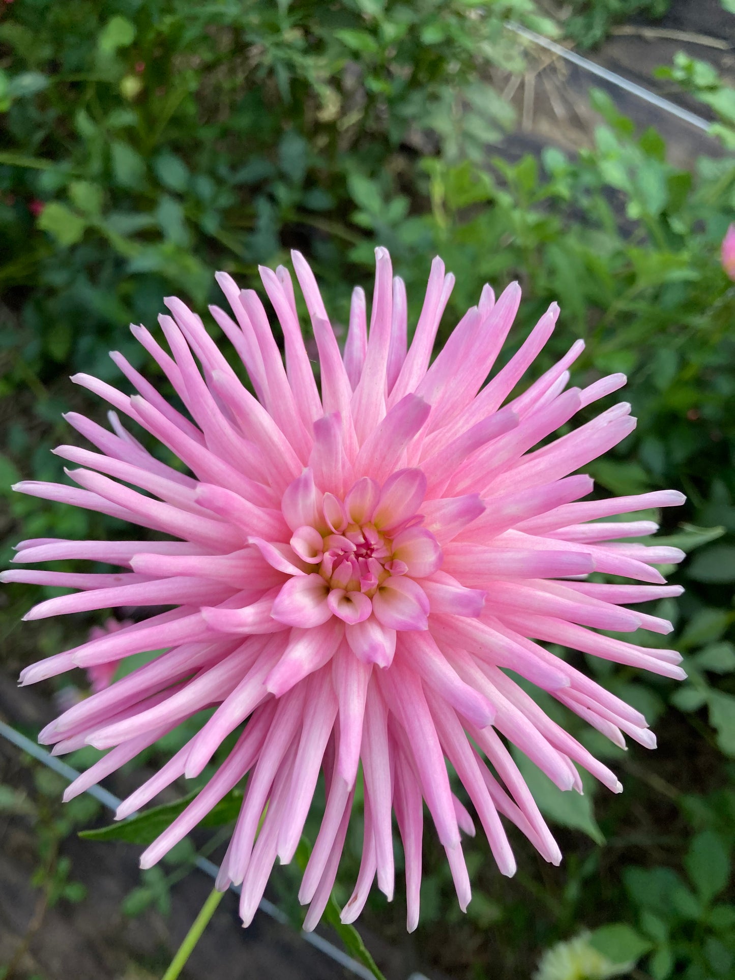 Pink Spike