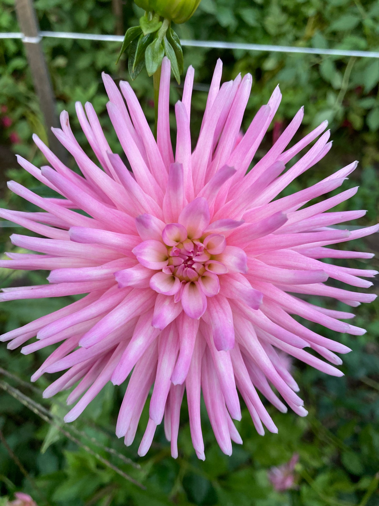 Pink Spike