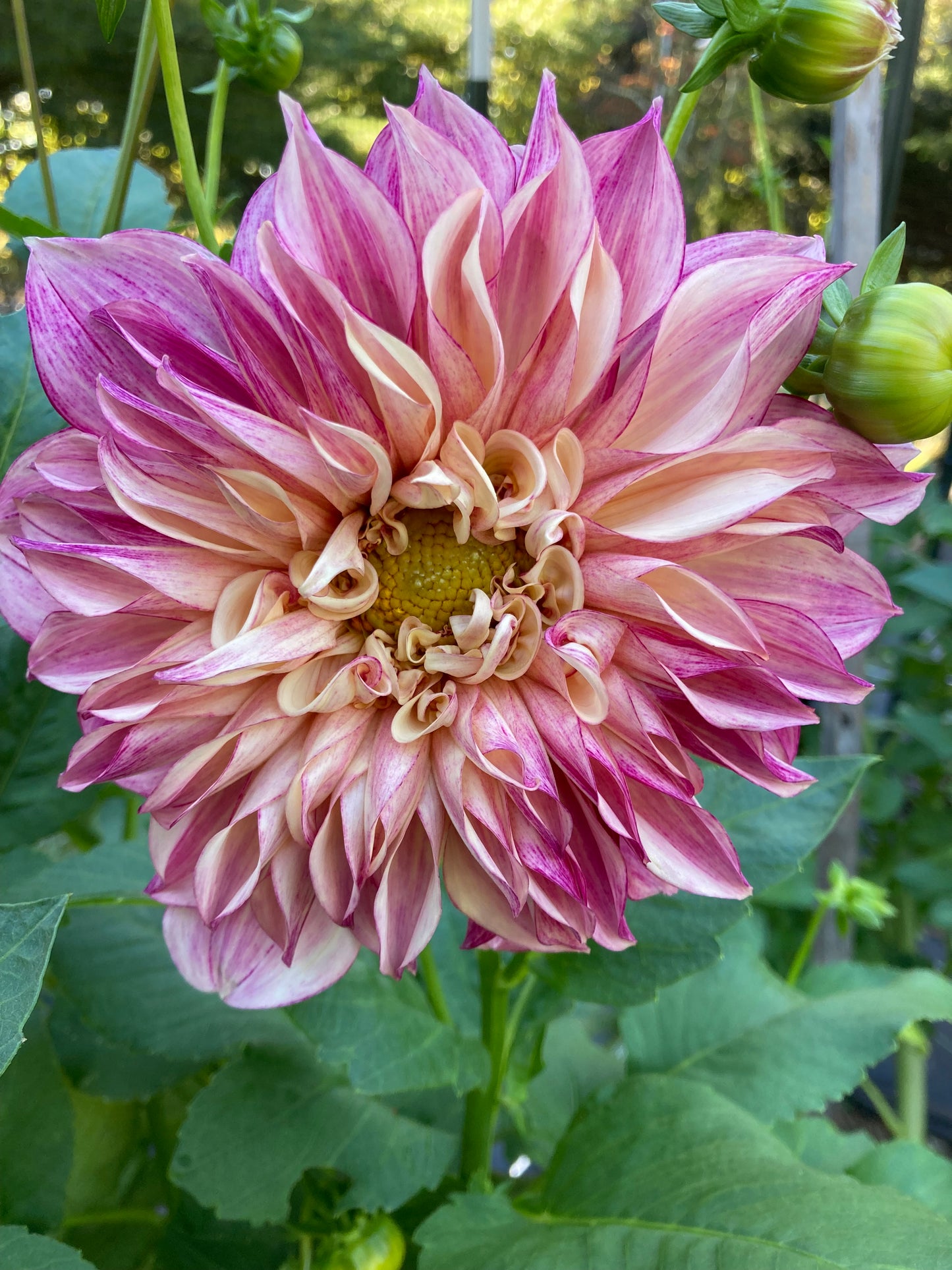 Cafe Au Lait Royal