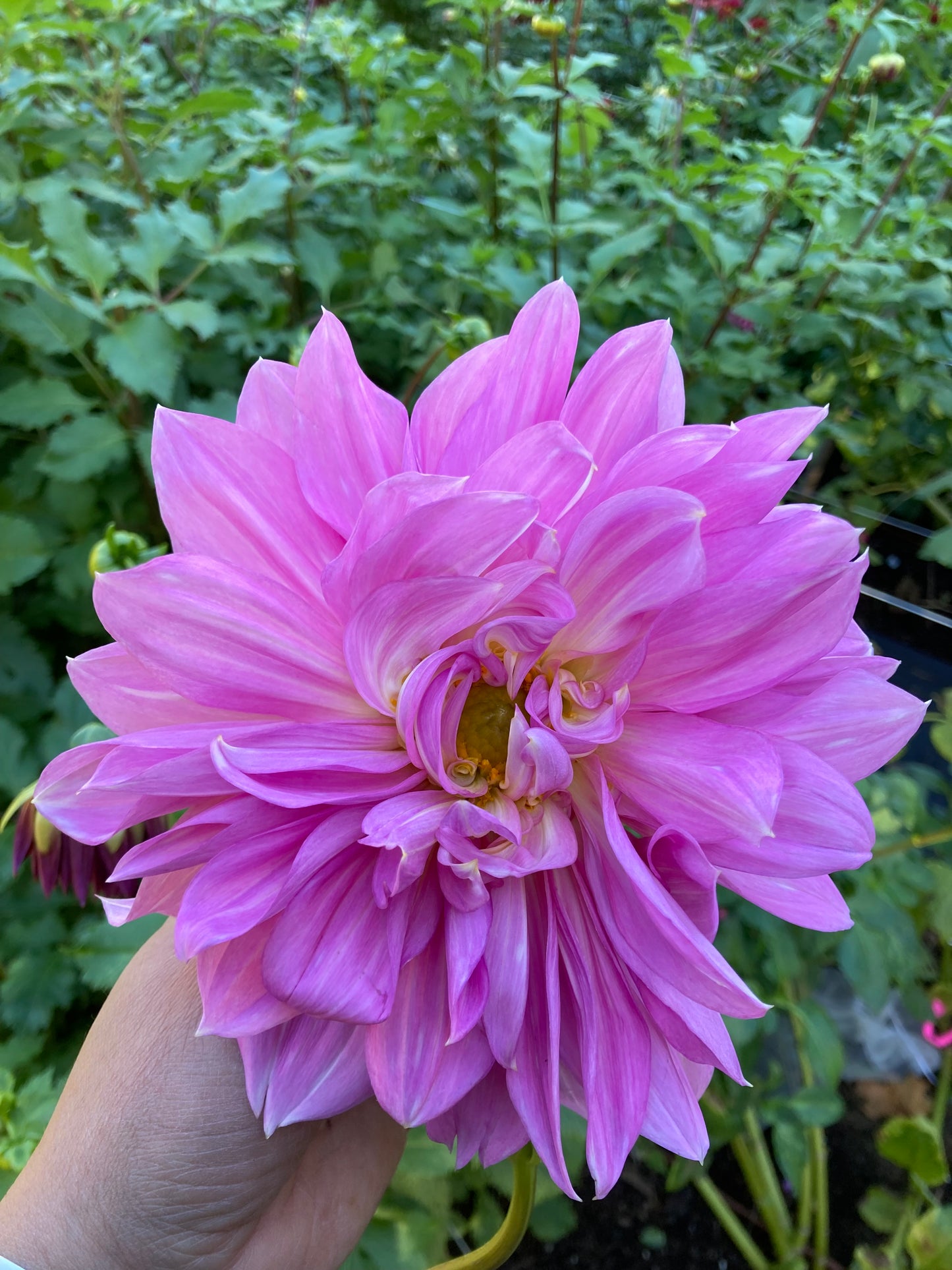 Our Pink Dinnerplate (#2 tubers)