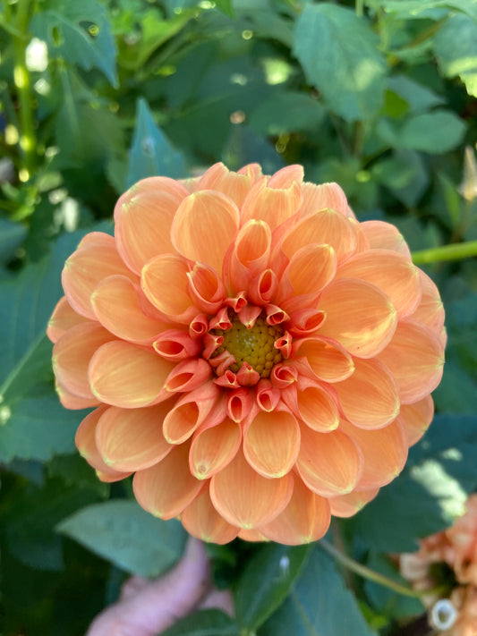 Maarn/Sylvia