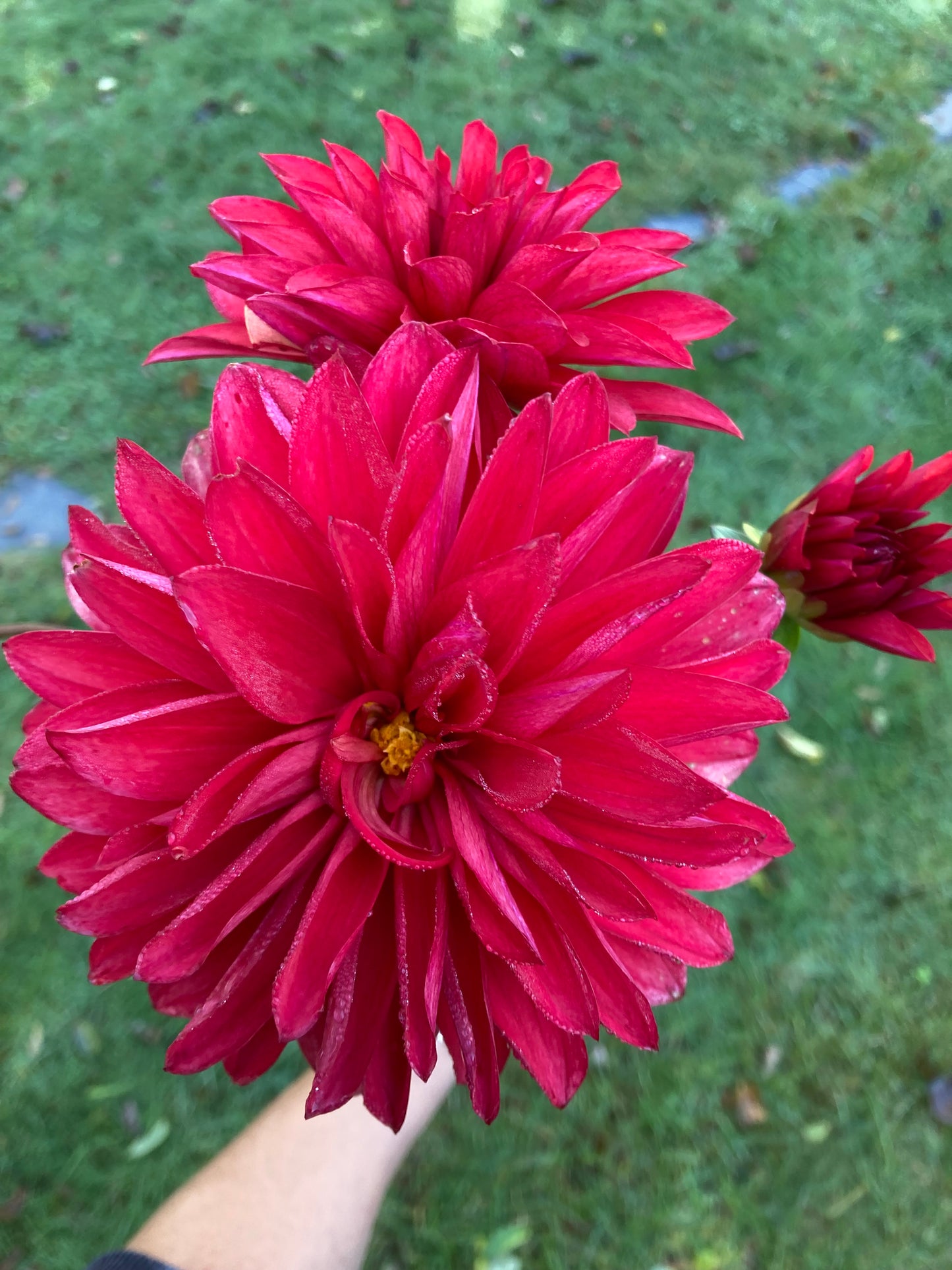 Red Decorative (#2 tubers)