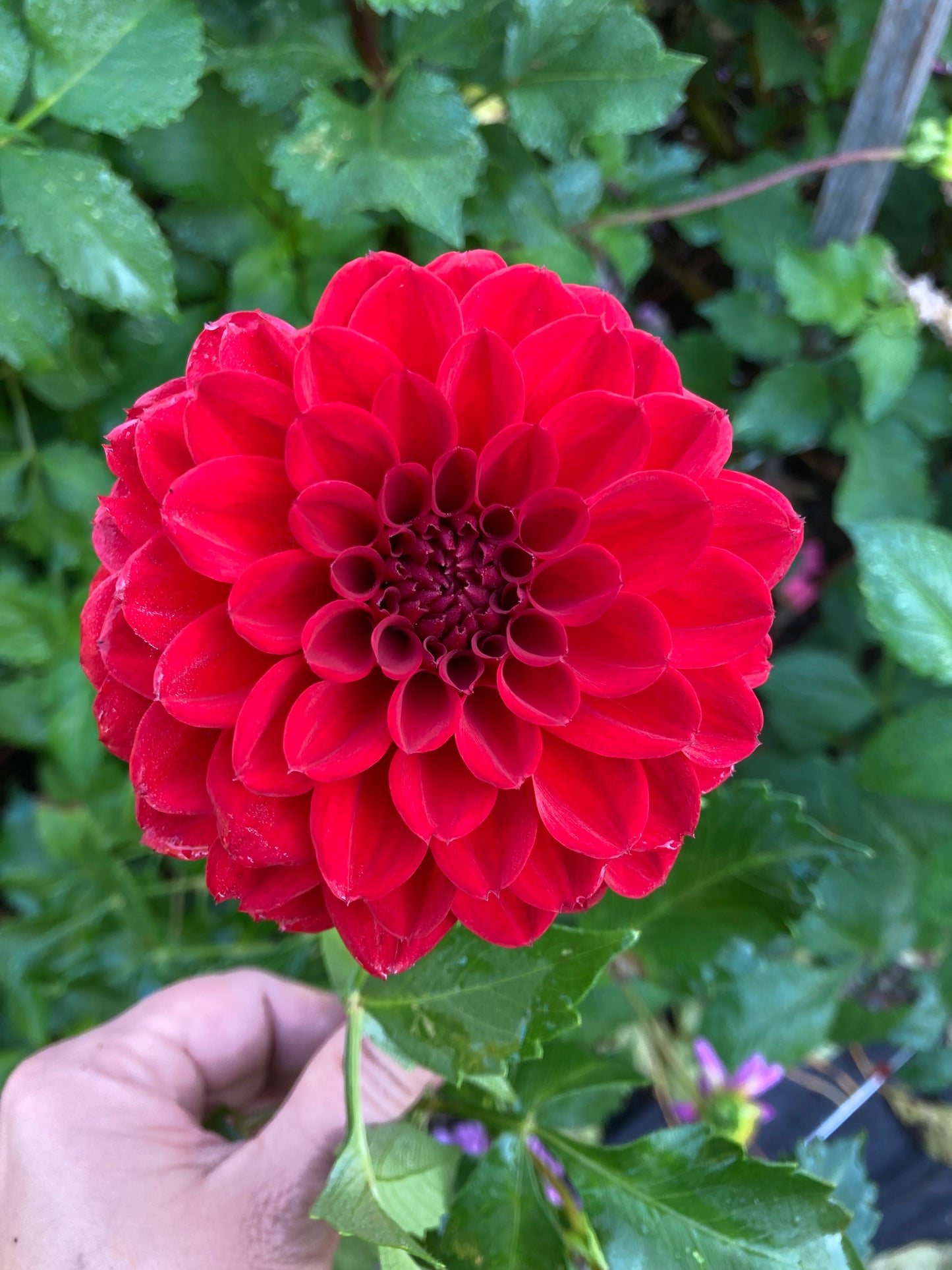 Red Ball