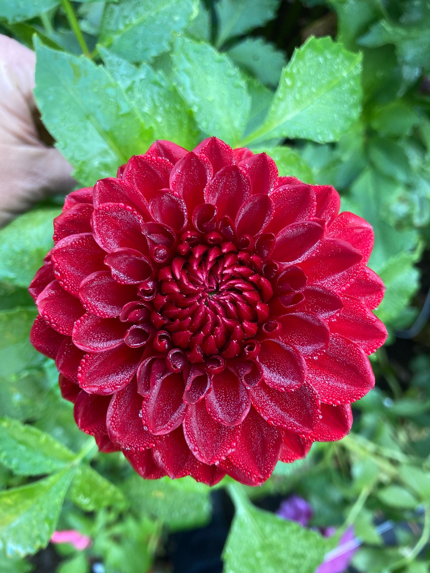 Red Ball