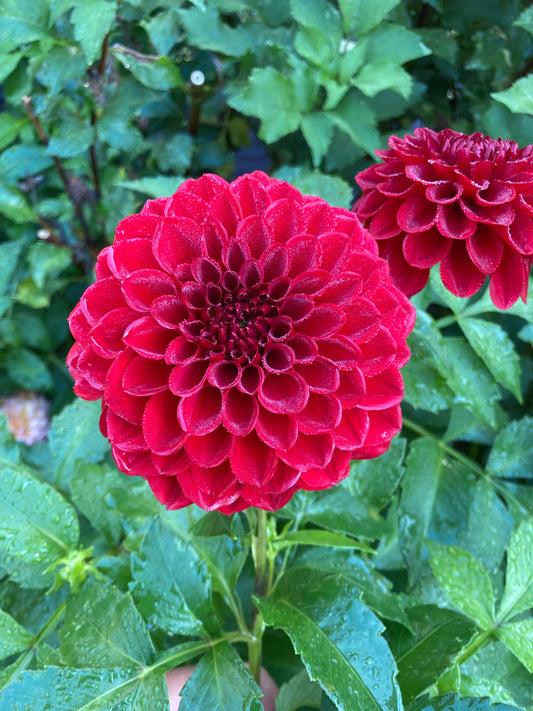 Red Ball