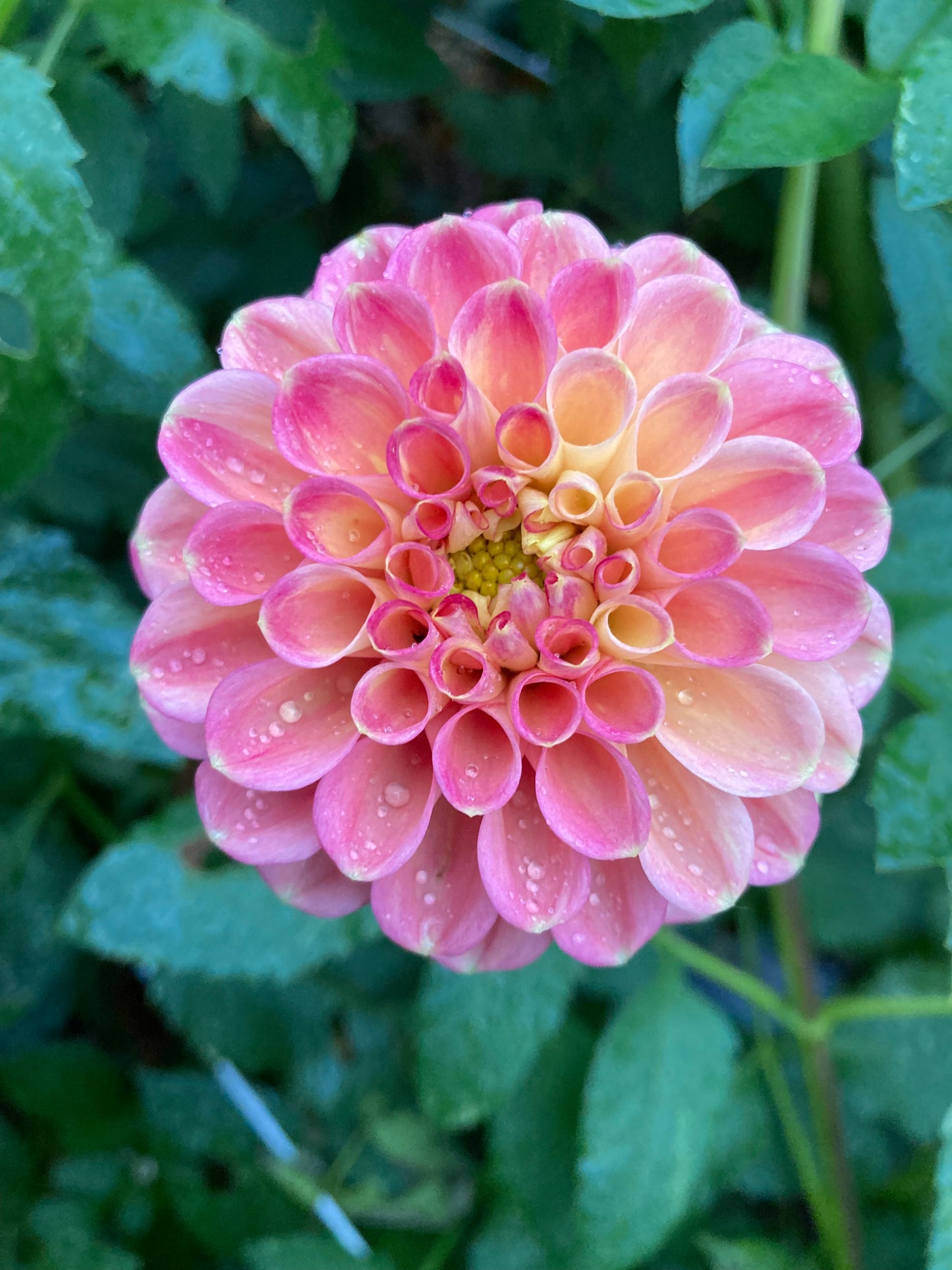 Snoho Doris