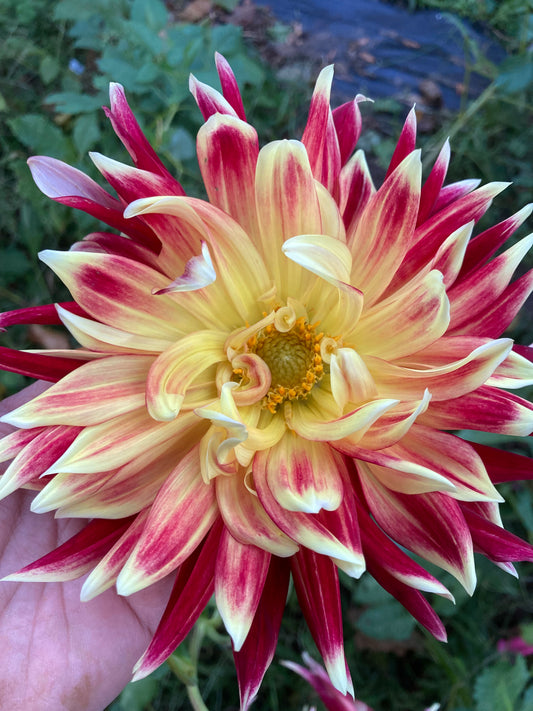 Mystery Red/Yellow