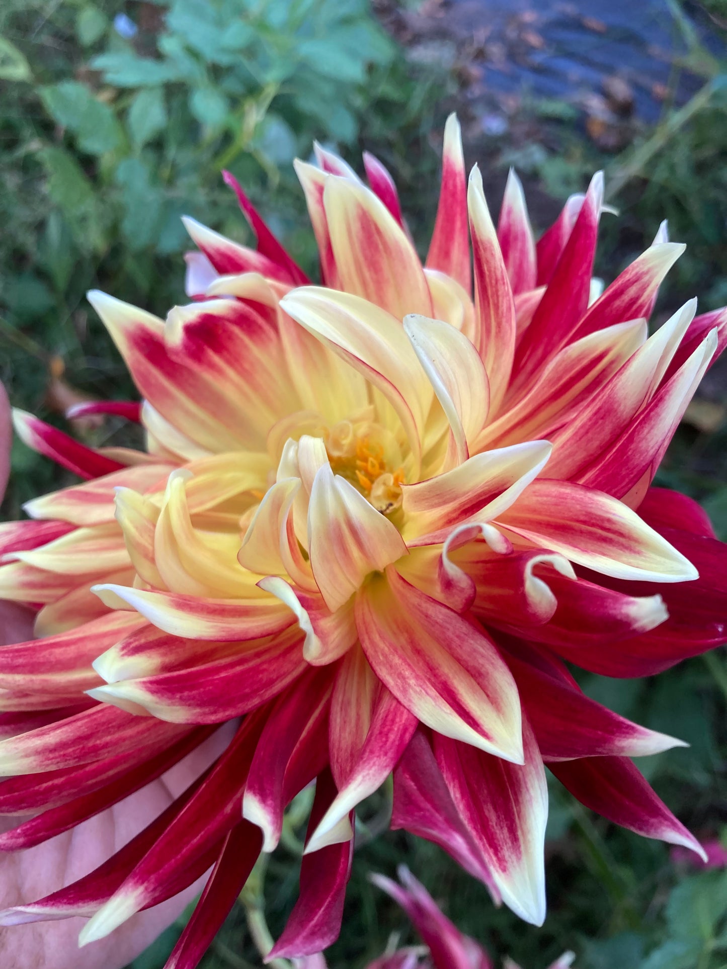 Mystery Red/Yellow
