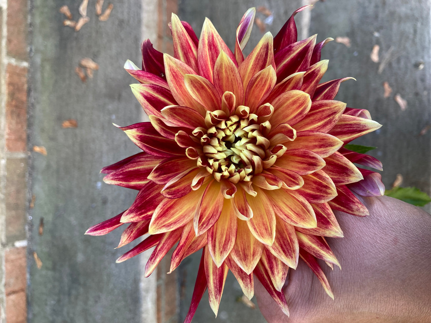 Mystery Red/Yellow