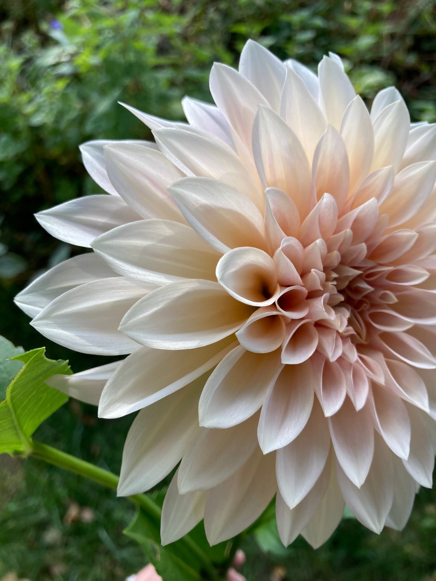 Cafe Au Lait