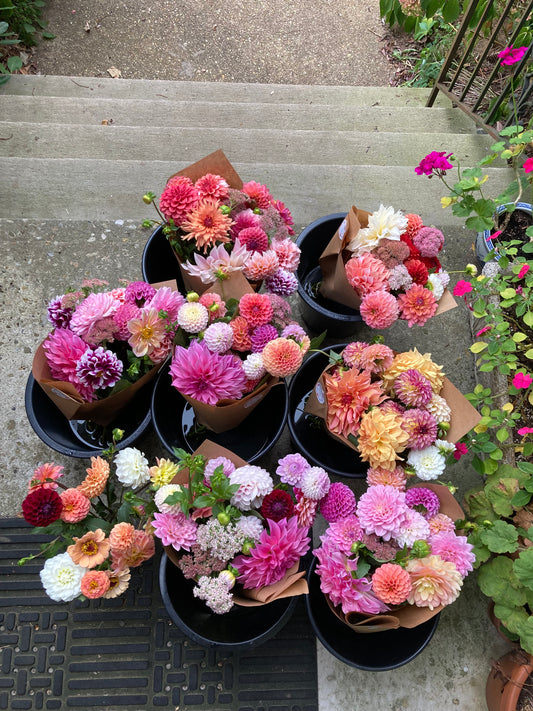 Mystery Dahlia Tuber