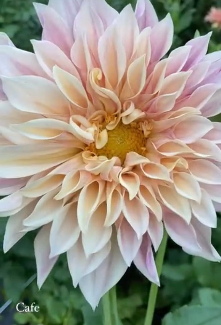 Cafe Au Lait