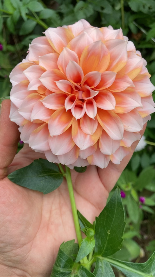 Peaches