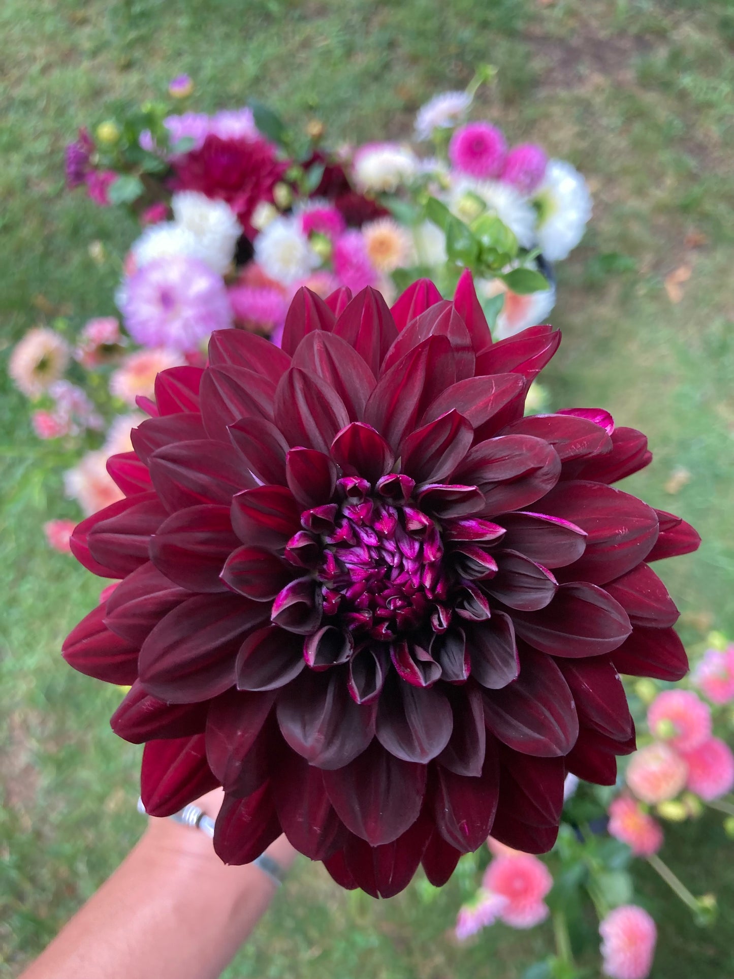 Hollyhill Black Beauty